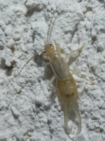 Earwig Larva