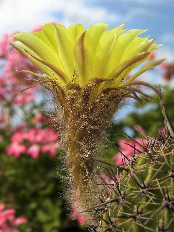 Echinopsis Aurea