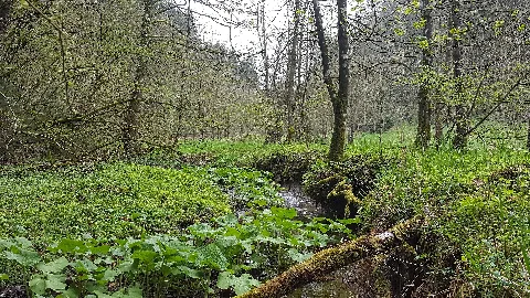 Eckenbachtal