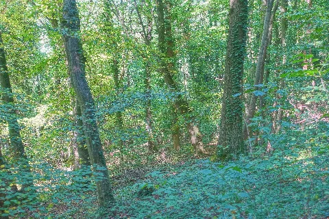 Efringen Kirchen Naturschutzgebiet Eichholz Buchholz Bild 5
