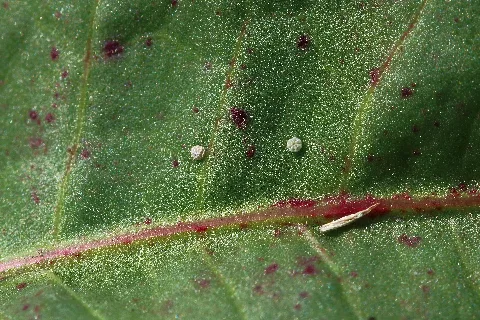 Egg Of Lycaena Dispar And Lycaena Phleas