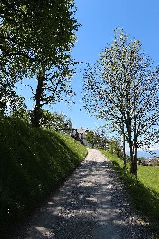 Ehemalige Pappelreihe Beim Schloss Aschach
