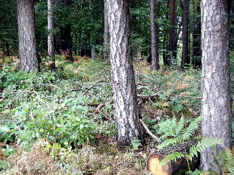 Eibiswald Aichberg Gelände Der Hügelgräber 8