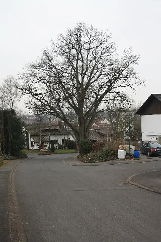 Eiche Am Giebelrainer Weg In Weyhers 01 Aus Nördlicher Richtung Gesehen