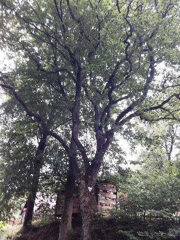 Eiche Haus Philippi