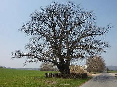 Eiche Herwigsdorf