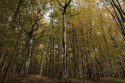 Eichen Hainbuchenwald Im Naturwaldreservat Schwengbrunn Lkr Coburg Bayern
