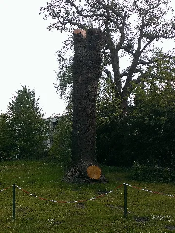 Eichenstamm Kleingarten Amwaldsaum