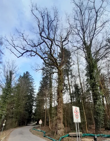 Eichenstockausschlag Hohbergsee Lahr 2