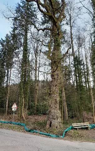 Eichenstockausschlag Hohbergsee Lahr