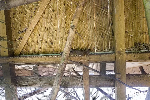 Eichhörnchen Im Tierpark Suhl