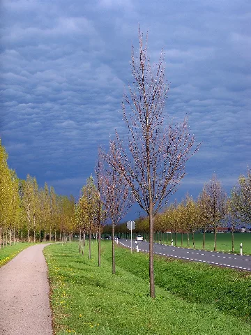 Eilenburg Kospaer Landstrasse2