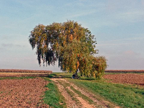 Ein Einzelner Weidenbaum In Der Nähe Vom Aichtal Panoramio