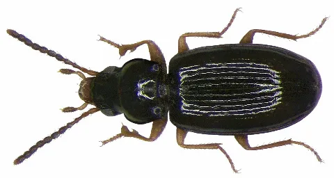 Elaphropus Parvulus (Dejean, 1831) (2904416852)