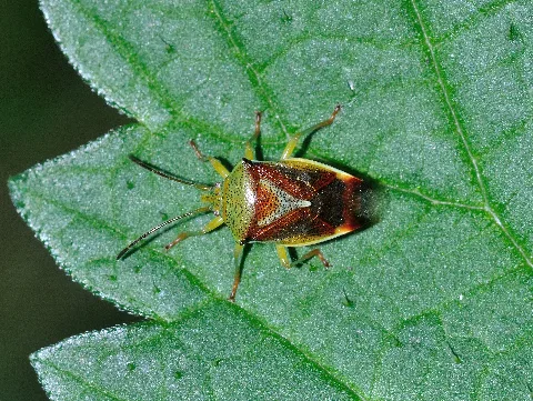 Elasmostethus Interstinctus Qtl1