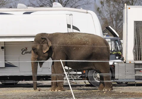 Elefant Zirkus Charles Knie 01