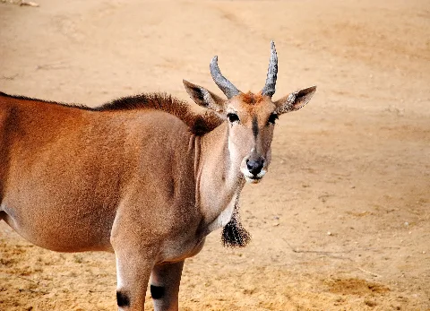 Elenantilope Zoo Hannover