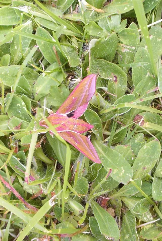 Elephant Hawk Moth.mittlerer Weinschwaermer 1
