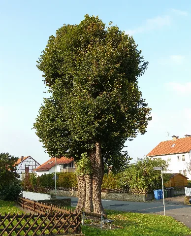 Elliehausen Linde 02