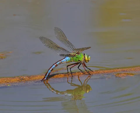 Emperor Dragonfly