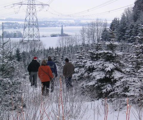 Energietrasse Mit Weihnachtsbäumen