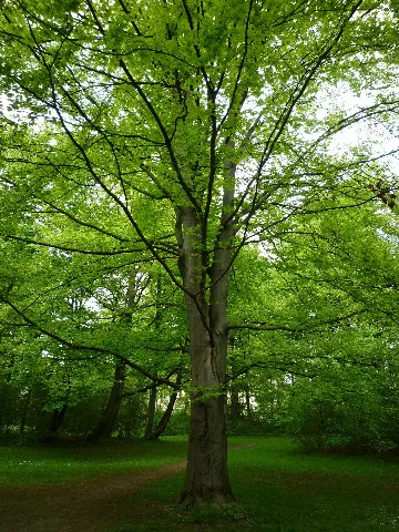 Englischergarten (4709364564)