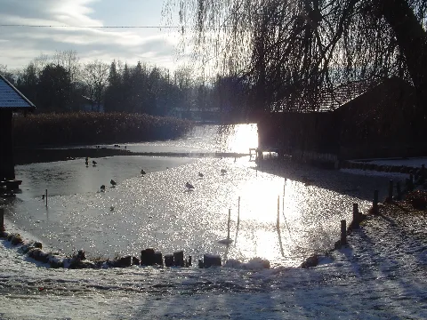 Enten Beim Eis Laufen Panoramio