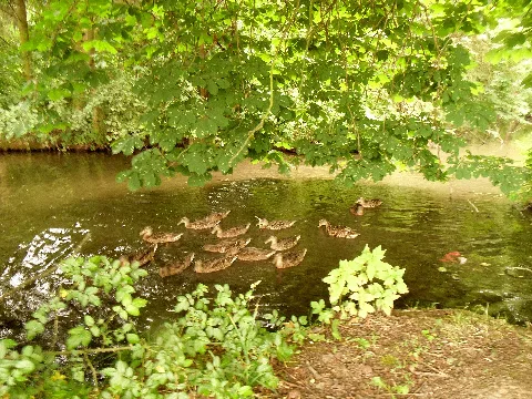 Enten Panoramio (1)