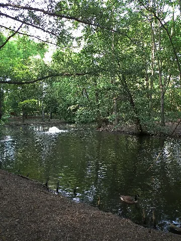 Ententeich Wildpark Rheingönheim