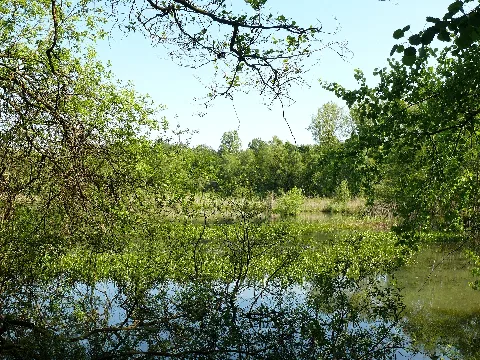 Entenweiher 3