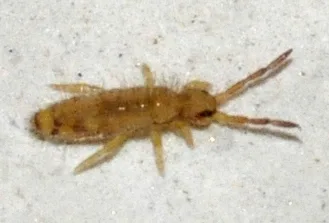 Entomobrya Nicoletii 01 Fws