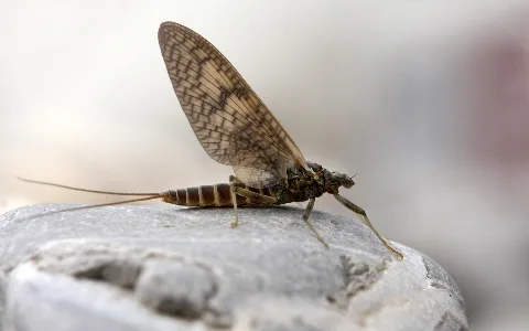 Ephemeroptera 2