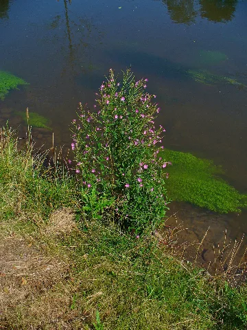 Epilobium Montanum 001