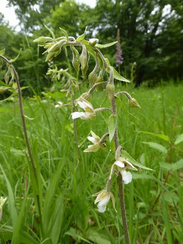 Epipactis Palustris 07