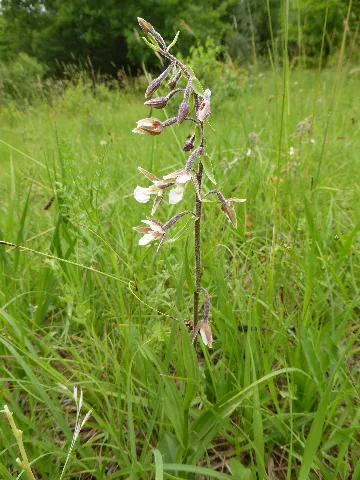 Epipactis Palustris 08