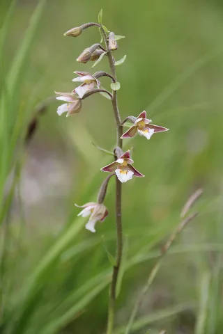 Epipactis Palustris 207746450