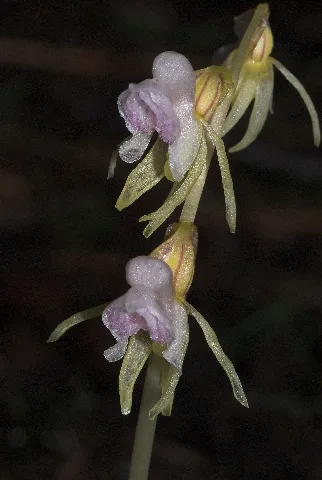 Epipogium Aphyllum 012