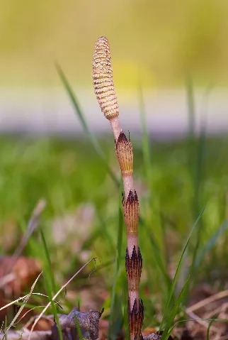 Equisetum Arvense Michad