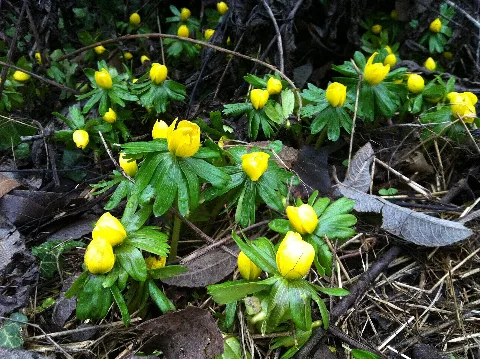 Eranthis Hyemalis Mainz Finthen 30Th January