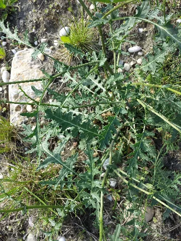 Erucastrum Nasturtiifolium Sl1