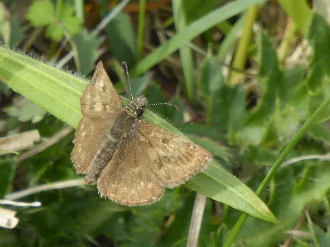 Erynnis Tages Aschenburg 01