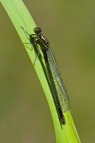 Erythromma Najas 2(Loz)
