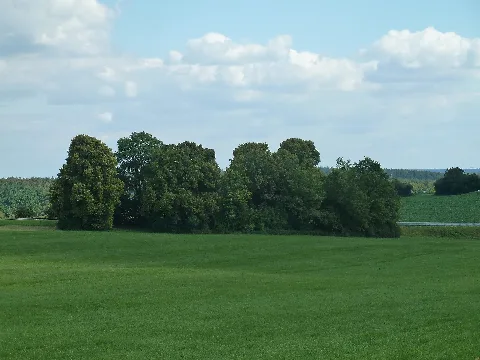 Eschen Linden Gruppe Im Gewann Stumpf
