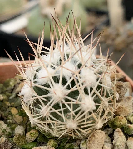 Escobaria Robbinsorum 1116