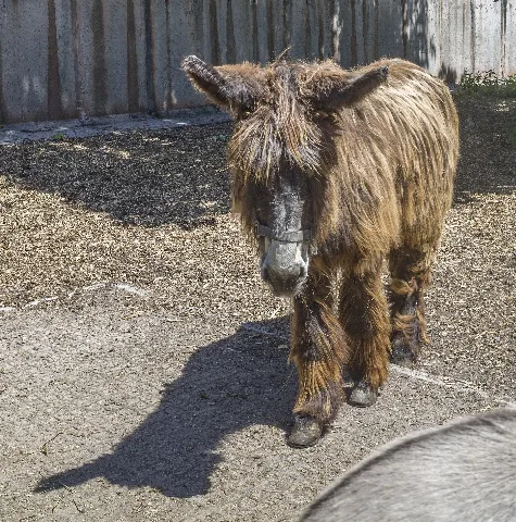 Esel Im Tierpark Suhl