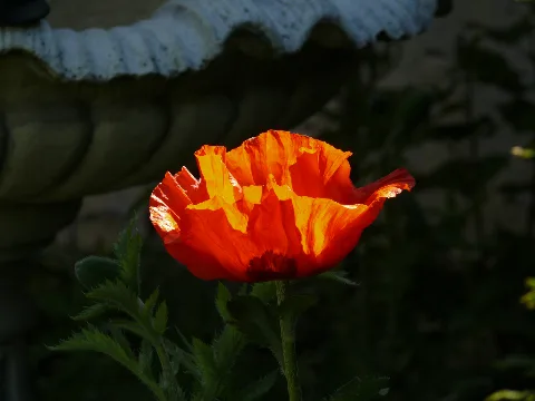 Esslingen A.n. Sirnau Mohnblüte Im Gegenlicht