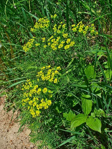 Euphorbia Cyparissias 001