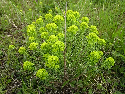 Euphorbia Cyparissias Mde