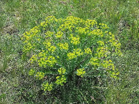 Euphorbia Seguieriana Sl4