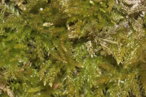 Eurhynchiastrum Pulchellum (A, 153354 482613) 1778